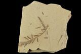 Metasequoia (Dawn Redwood) Fossils - Montana #102335-1